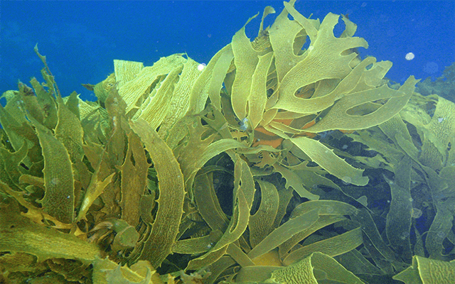 kelp.jpg