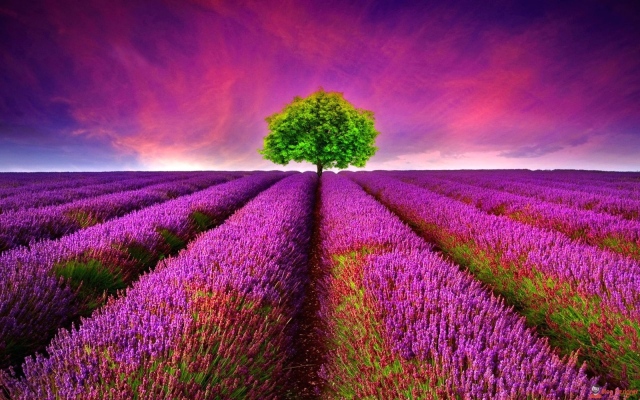 lavender.jpg
