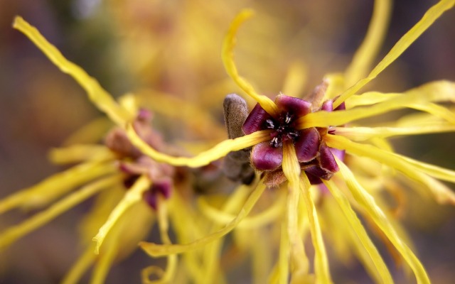 witch-hazel.jpg