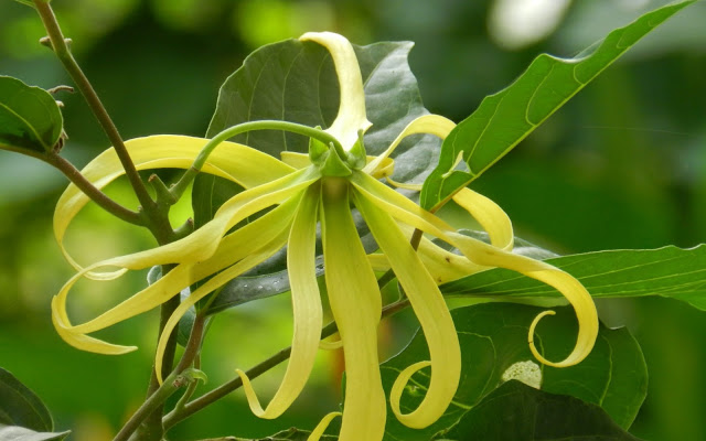 ylang-ylang.jpg